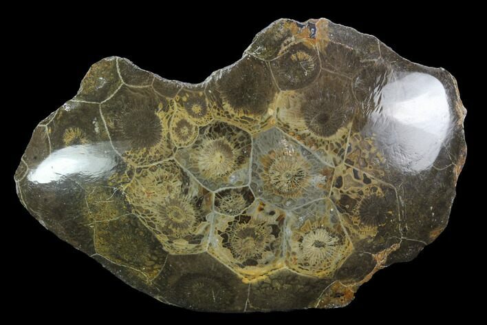 Polished Fossil Coral (Actinocyathus) - Morocco #100663